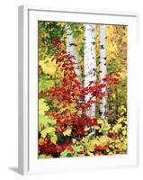 New York, Adirondack Mts, the Fall Colors of Trees-Christopher Talbot Frank-Framed Photographic Print