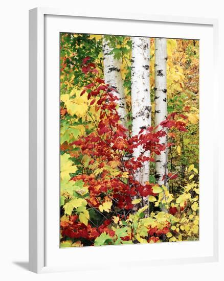 New York, Adirondack Mts, the Fall Colors of Trees-Christopher Talbot Frank-Framed Photographic Print