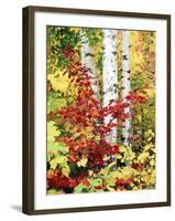 New York, Adirondack Mts, the Fall Colors of Trees-Christopher Talbot Frank-Framed Photographic Print