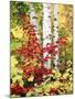 New York, Adirondack Mts, the Fall Colors of Trees-Christopher Talbot Frank-Mounted Photographic Print