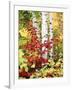 New York, Adirondack Mts, the Fall Colors of Trees-Christopher Talbot Frank-Framed Photographic Print