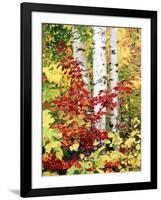 New York, Adirondack Mts, the Fall Colors of Trees-Christopher Talbot Frank-Framed Photographic Print