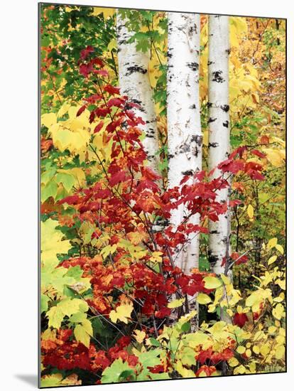 New York, Adirondack Mts, the Fall Colors of Trees-Christopher Talbot Frank-Mounted Photographic Print