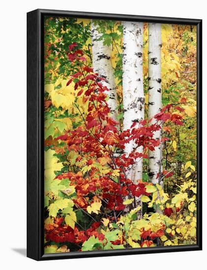 New York, Adirondack Mts, the Fall Colors of Trees-Christopher Talbot Frank-Framed Photographic Print