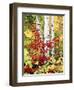 New York, Adirondack Mts, the Fall Colors of Trees-Christopher Talbot Frank-Framed Photographic Print