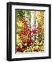 New York, Adirondack Mts, the Fall Colors of Trees-Christopher Talbot Frank-Framed Photographic Print