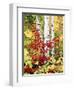 New York, Adirondack Mts, the Fall Colors of Trees-Christopher Talbot Frank-Framed Photographic Print