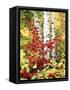 New York, Adirondack Mts, the Fall Colors of Trees-Christopher Talbot Frank-Framed Stretched Canvas
