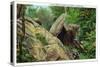 New York - Bear in the Catskill Mountains-Lantern Press-Stretched Canvas