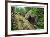 New York - Bear in the Catskill Mountains-Lantern Press-Framed Art Print