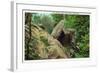 New York - Bear in the Catskill Mountains-Lantern Press-Framed Art Print