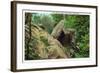 New York - Bear in the Catskill Mountains-Lantern Press-Framed Art Print