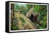 New York - Bear in the Catskill Mountains-Lantern Press-Framed Stretched Canvas