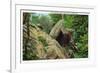 New York - Bear in the Catskill Mountains-Lantern Press-Framed Premium Giclee Print