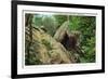 New York - Bear in the Catskill Mountains-Lantern Press-Framed Premium Giclee Print