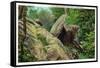 New York - Bear in the Catskill Mountains-Lantern Press-Framed Stretched Canvas