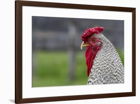 New York. Black and white rooster.-Cindy Miller Hopkins-Framed Photographic Print