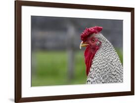 New York. Black and white rooster.-Cindy Miller Hopkins-Framed Photographic Print