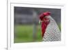New York. Black and white rooster.-Cindy Miller Hopkins-Framed Photographic Print