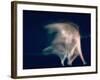 New York City Ballet Dancers in Pas de Deux from Sonata-Gjon Mili-Framed Premium Photographic Print