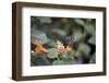 New York City, Bronx Zoo, Butterfly Garden-Samuel Magal-Framed Photographic Print