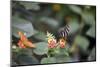 New York City, Bronx Zoo, Butterfly Garden-Samuel Magal-Mounted Photographic Print