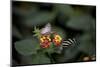 New York City, Bronx Zoo, Butterfly Garden-Samuel Magal-Mounted Photographic Print