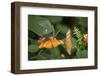 New York City, Bronx Zoo, Butterfly-Samuel Magal-Framed Photographic Print