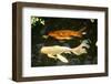 New York City, Bronx Zoo, Fish, Water-Samuel Magal-Framed Photographic Print