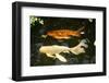 New York City, Bronx Zoo, Fish, Water-Samuel Magal-Framed Photographic Print