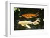 New York City, Bronx Zoo, Fish, Water-Samuel Magal-Framed Photographic Print