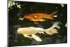 New York City, Bronx Zoo, Fish, Water-Samuel Magal-Mounted Photographic Print