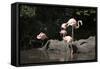 New York City, Bronx Zoo, Flamingoes (Phoenicopterus Ruber)-Samuel Magal-Framed Stretched Canvas