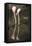 New York City, Bronx Zoo, Flamingoes (Phoenicopterus Ruber)-Samuel Magal-Framed Stretched Canvas