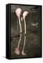 New York City, Bronx Zoo, Flamingoes (Phoenicopterus Ruber)-Samuel Magal-Framed Stretched Canvas