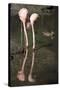 New York City, Bronx Zoo, Flamingoes (Phoenicopterus Ruber)-Samuel Magal-Stretched Canvas