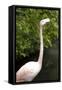 New York City, Bronx Zoo, Flamingoes (Phoenicopterus Ruber)-Samuel Magal-Framed Stretched Canvas