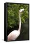 New York City, Bronx Zoo, Flamingoes (Phoenicopterus Ruber)-Samuel Magal-Framed Stretched Canvas