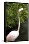 New York City, Bronx Zoo, Flamingoes (Phoenicopterus Ruber)-Samuel Magal-Framed Stretched Canvas