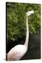 New York City, Bronx Zoo, Flamingoes (Phoenicopterus Ruber)-Samuel Magal-Stretched Canvas
