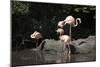 New York City, Bronx Zoo, Flamingoes (Phoenicopterus Ruber)-Samuel Magal-Mounted Photographic Print