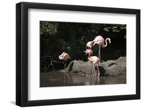 New York City, Bronx Zoo, Flamingoes (Phoenicopterus Ruber)-Samuel Magal-Framed Photographic Print