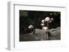 New York City, Bronx Zoo, Flamingoes (Phoenicopterus Ruber)-Samuel Magal-Framed Photographic Print