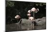 New York City, Bronx Zoo, Flamingoes (Phoenicopterus Ruber)-Samuel Magal-Mounted Photographic Print