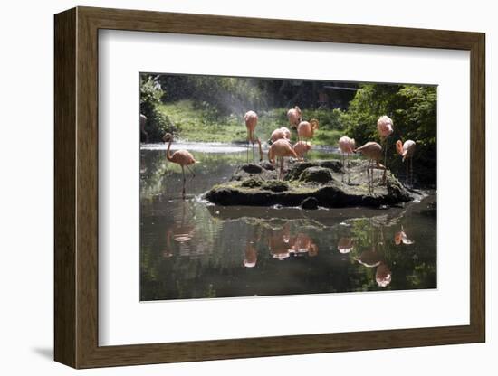 New York City, Bronx Zoo, Flamingoes (Phoenicopterus Ruber)-Samuel Magal-Framed Photographic Print