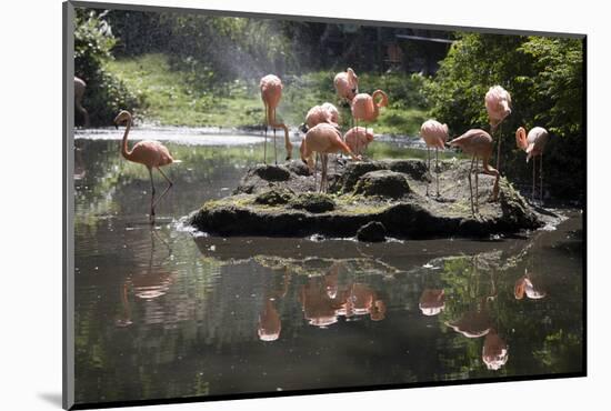 New York City, Bronx Zoo, Flamingoes (Phoenicopterus Ruber)-Samuel Magal-Mounted Photographic Print