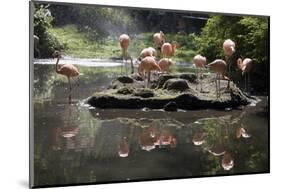 New York City, Bronx Zoo, Flamingoes (Phoenicopterus Ruber)-Samuel Magal-Mounted Photographic Print