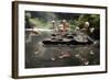 New York City, Bronx Zoo, Flamingoes (Phoenicopterus Ruber)-Samuel Magal-Framed Photographic Print