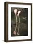 New York City, Bronx Zoo, Flamingoes (Phoenicopterus Ruber)-Samuel Magal-Framed Photographic Print