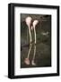 New York City, Bronx Zoo, Flamingoes (Phoenicopterus Ruber)-Samuel Magal-Framed Photographic Print